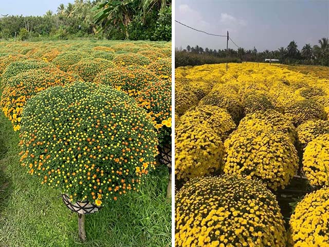 kỹ trồng chăm sóc cây hoa cúc mâm xôi tết