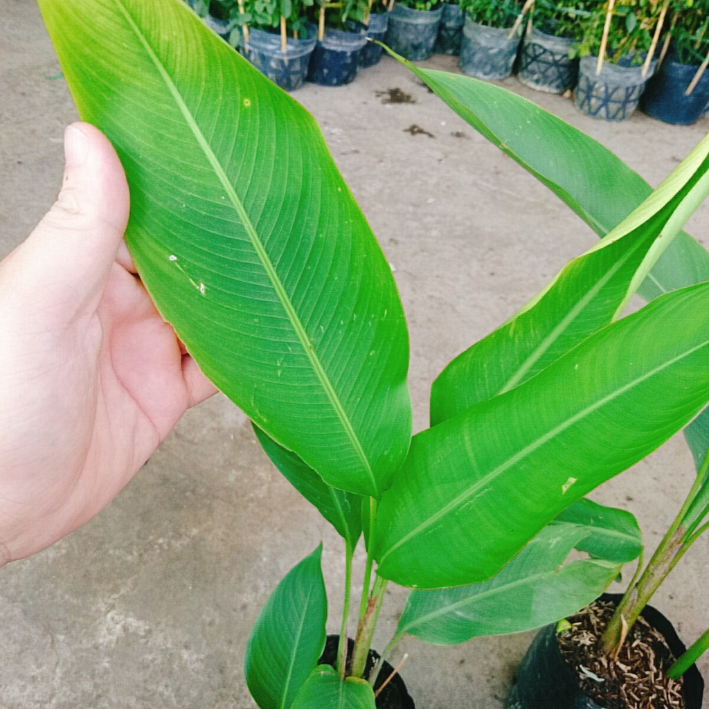 CÂY CHUỐI MỎ KÉT