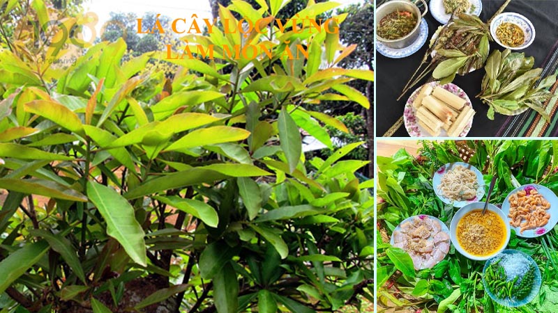 Cây lộc vừng - Tìm hiểu về nguồn gốc, hình thái, công dụng, kỹ thuật trồng và chăm sóc