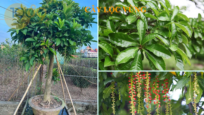 Cây lộc vừng - Tìm hiểu về nguồn gốc, hình thái, công dụng, kỹ thuật trồng và chăm sóc