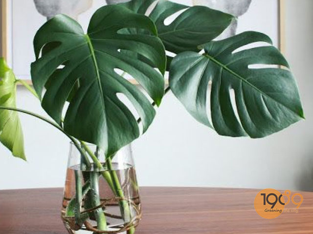 lá cây monstera chất lượng