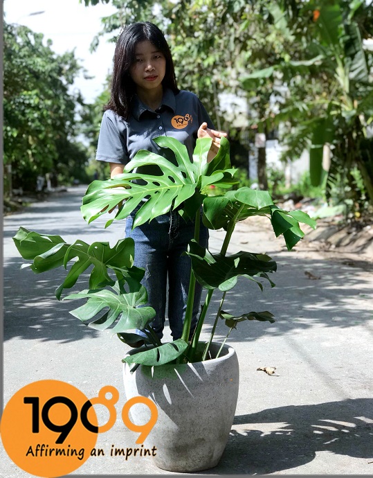 lá cây monstera