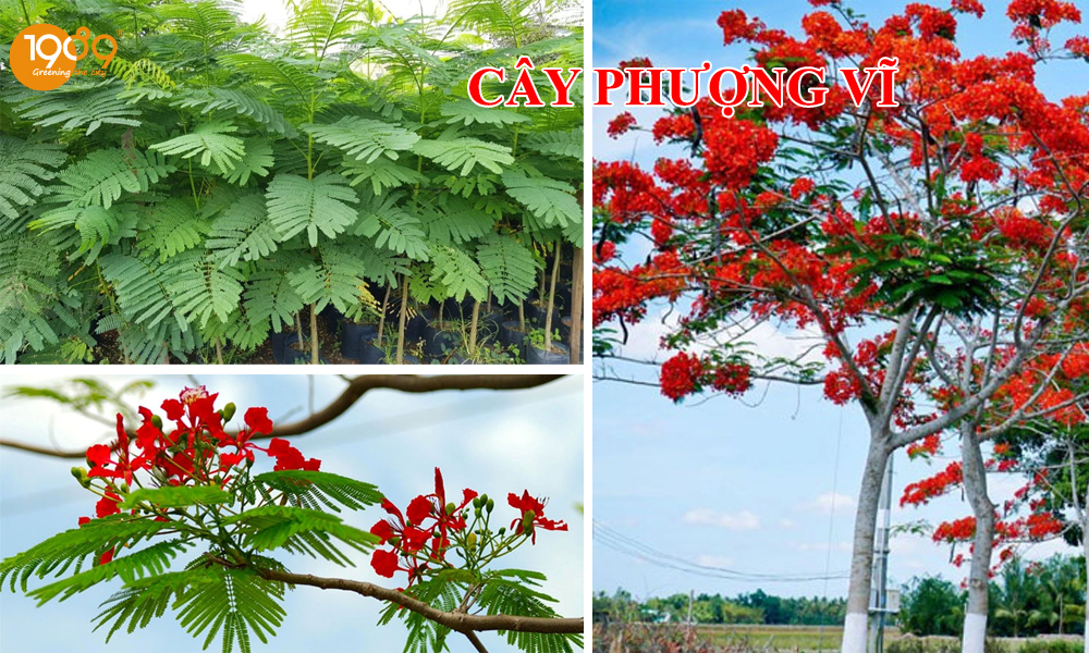 cây Phượng Vĩ