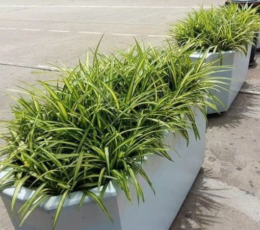 CÂY DỨA SỌC VÀNG