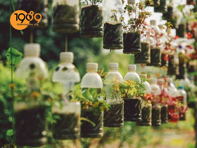 làm đất trồng rau muống trồng rau muống bằng chai nhựa