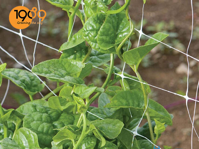 cách trồng mồng tơi tại nhà