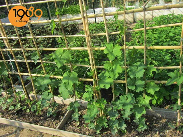 làm giàn tre đơn giản trồng rau