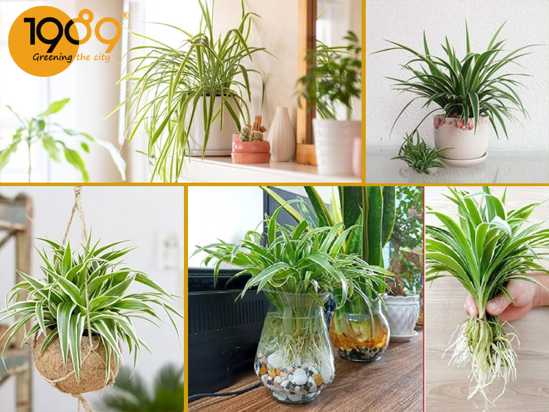 Top 10 Cây Để Sàn Lọc Khí: Trang Trí Đẹp, Làm Sạch Không Gian, Dễ Chăm Sóc