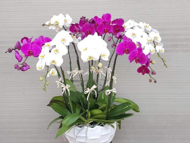 cây phong thủy văn phòng hợp mệnh kim