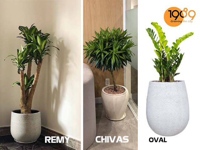 Lựa chọn chậu cảnh xi măng phong cách bắc âu chậu remy oval