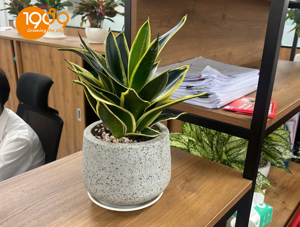 Khám Phá Lợi Ích Cây Xanh Văn Phòng: Bí Quyết Tăng Năng Suất Và Thịnh Vượng