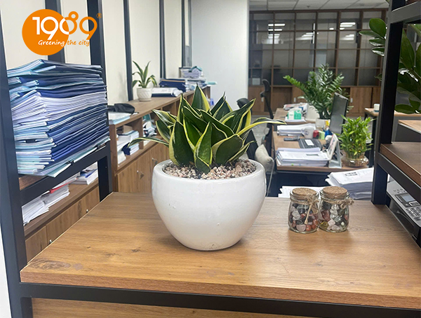 Cây Lưỡi Hổ đê bàn··