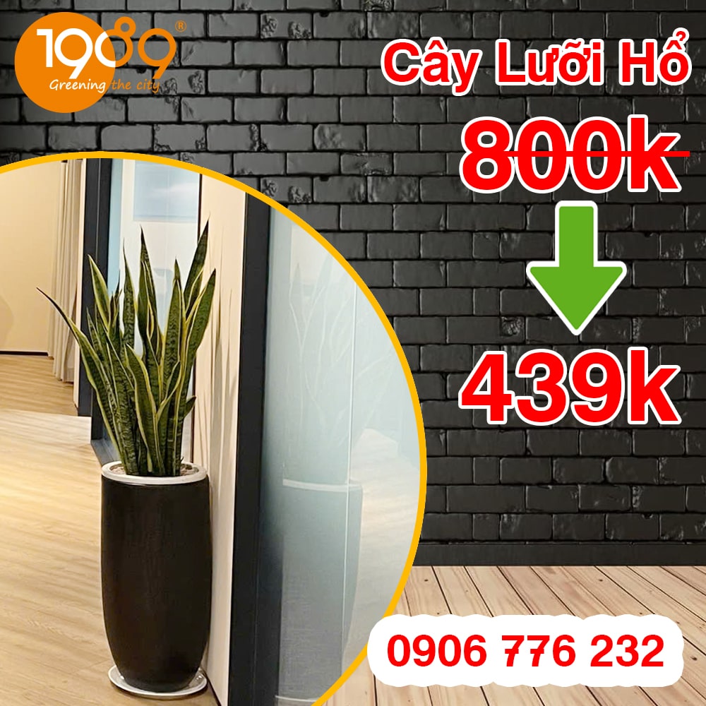 Chậu cây lưỡi hổ giá rẻ, cây xanh văn phòng giá rẻ