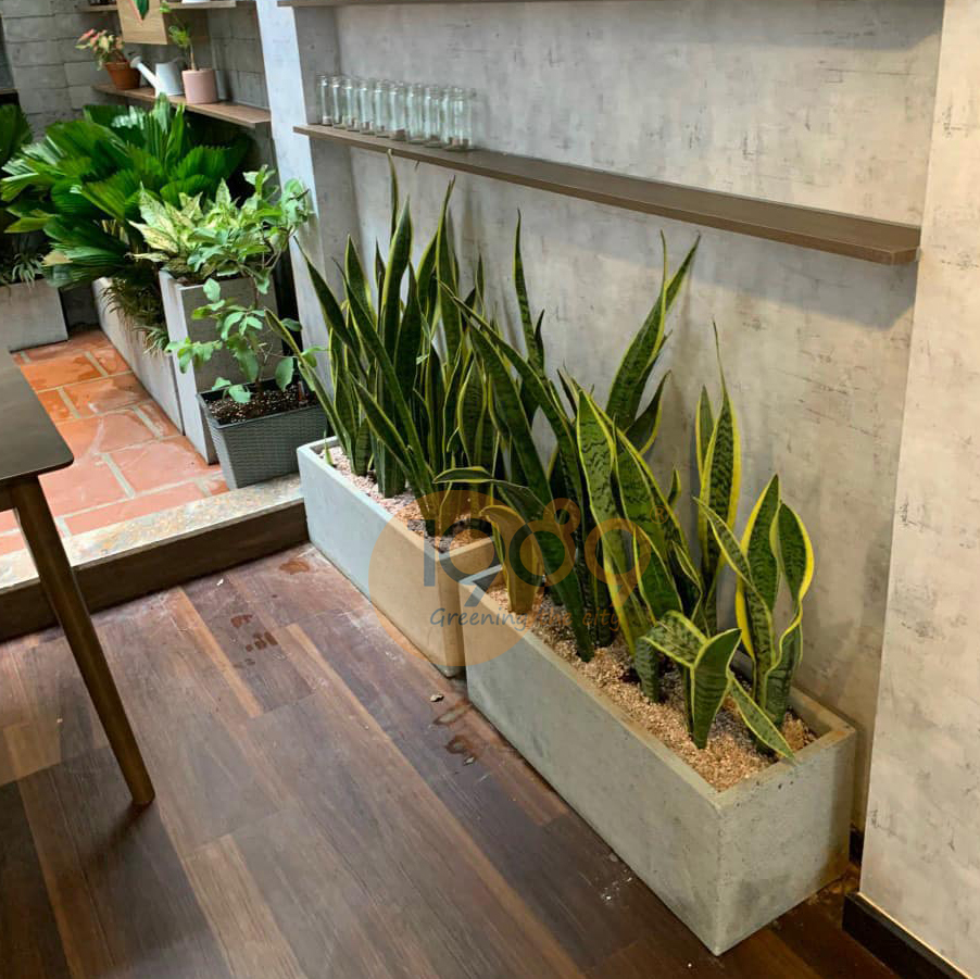 Chậu Cây Xi Măng Chữ Nhật: 3 Mẫu Đẹp – Bền – Rẻ Độc Quyền Tại 89 Landscape