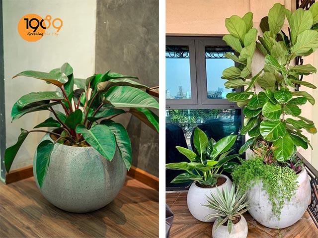 Mẫu chậu trồng cây cảnh trang trí ngày tết chậu trứng