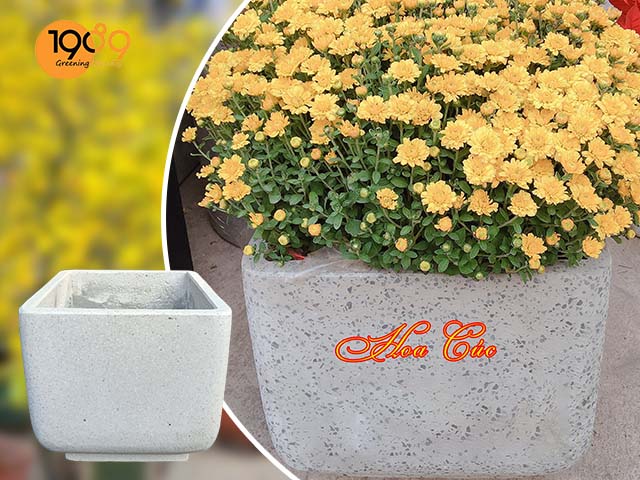 Mẫu chậu trồng cây cảnh trang trí ngày tết lập phương bo
