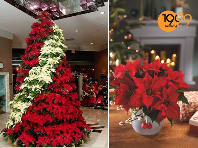 món quà noel cây trạng nguyên xinh xắn