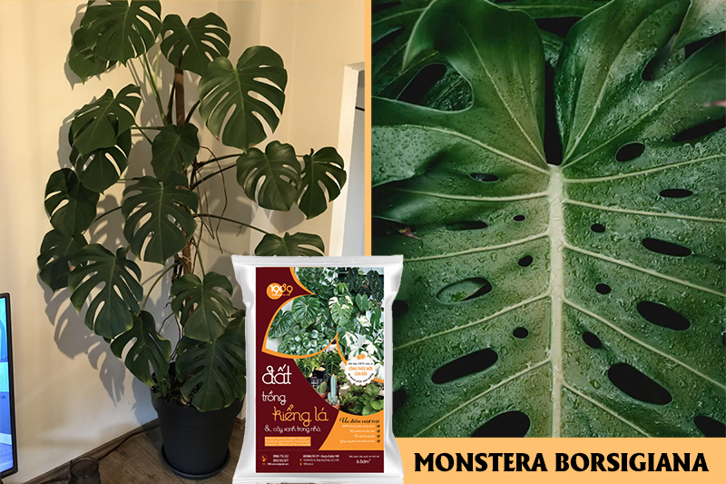 Monstera borsigiana