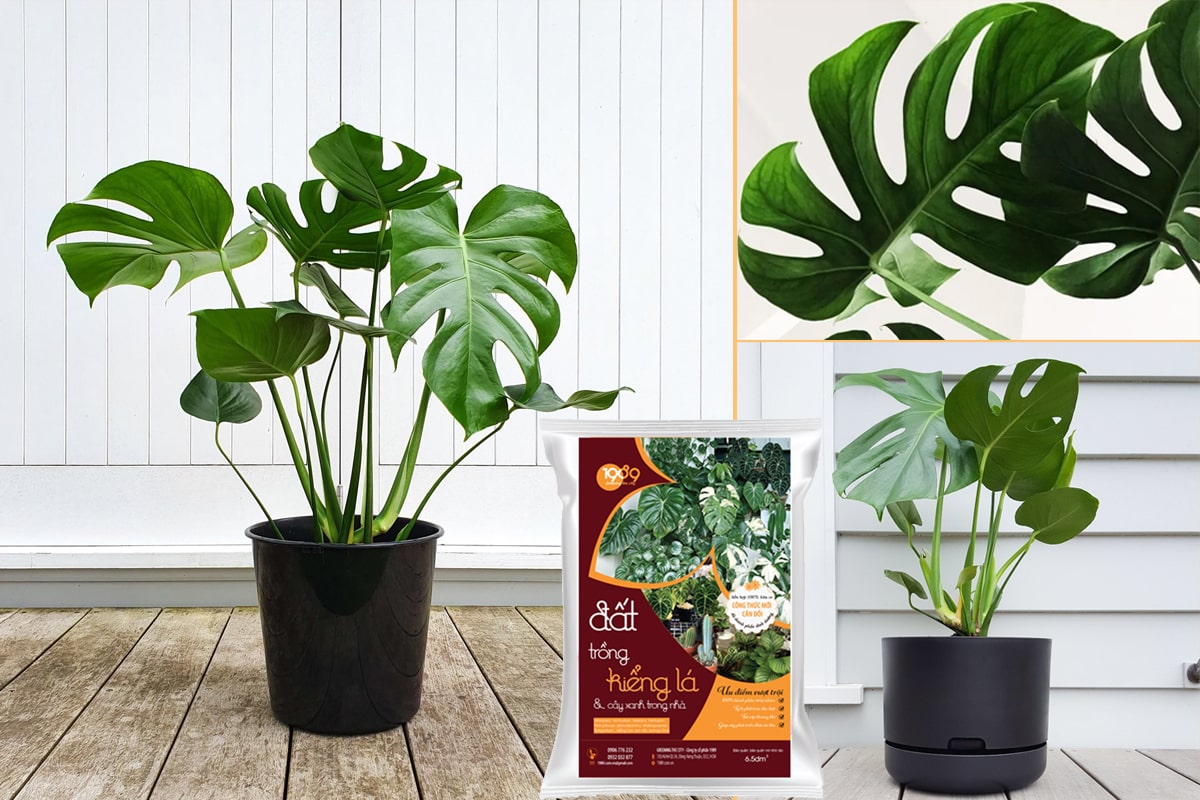Monstera Deliciosa