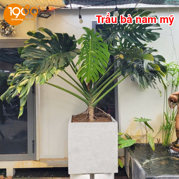 chậu xi măng đá mài vuông 60cm giá rẻ Sài gòn