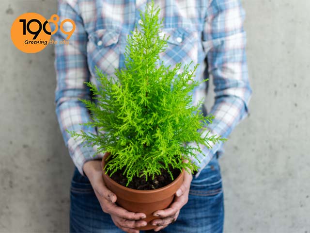 mua bán cây tùng thơm tùng hương noel tphcm