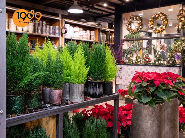 mua bán cây tùng thơm tùng hương tại tphcm