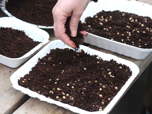 mua bán đất trồng cây - trồng rau q10 hcm.jpg