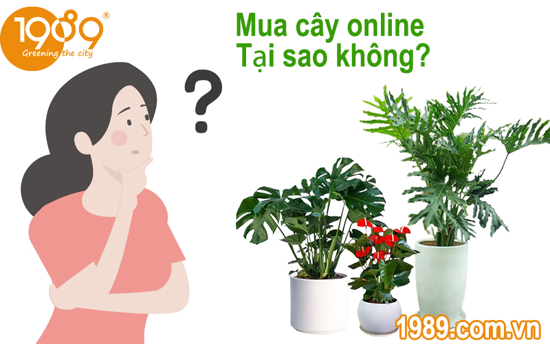 Bí Kíp Mua Cây Xanh Online: An Toàn & Đơn Giản