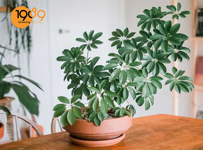 ngũ gia bì cac loai cay duoi muoi trong nha