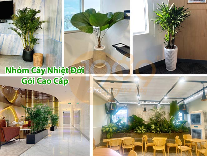 Dịch Vụ Cho Thuê Cây Xanh Văn Phòng Cao Cấp – Dịch Vụ Trọn Gói Chuyên Nghiệp