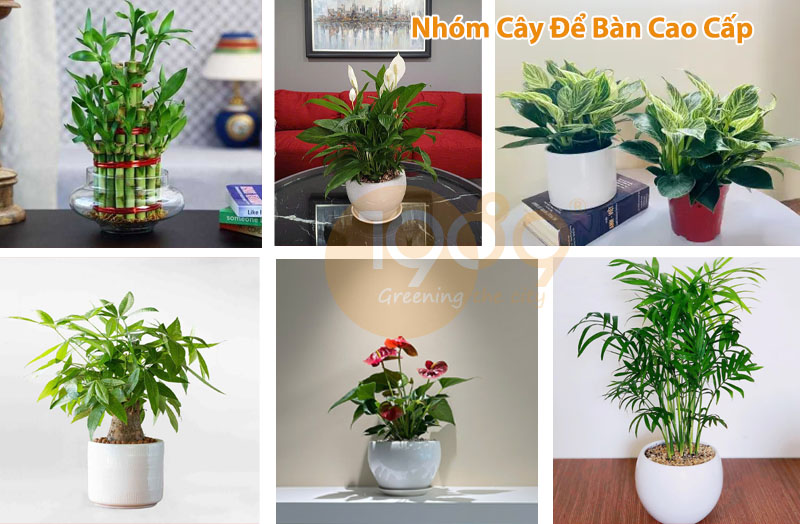 Dịch Vụ Cho Thuê Cây Xanh Văn Phòng Cao Cấp – Dịch Vụ Trọn Gói Chuyên Nghiệp