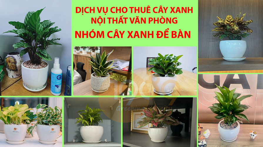 Gói Thuê Cây Xanh Nội Thất Siêu Rẻ: Chăm Sóc 2 Lần/Tuần & Thay Cây Miễn Phí