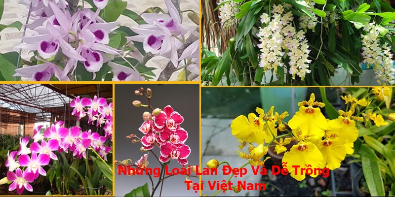 TOP Những Loài Hoa Đẹp Được Yêu Thích Tại Việt Nam Và Thế Giới
