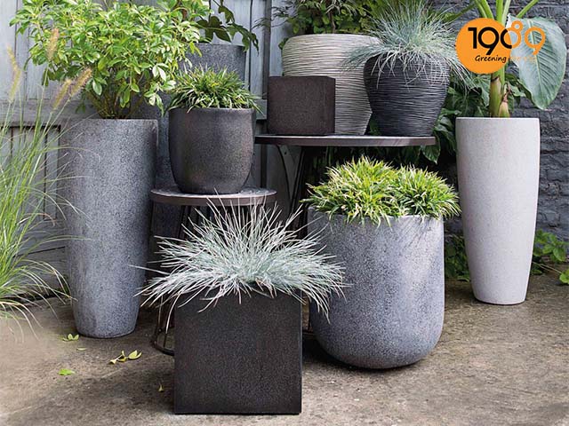 noi ban chau xi mang tron