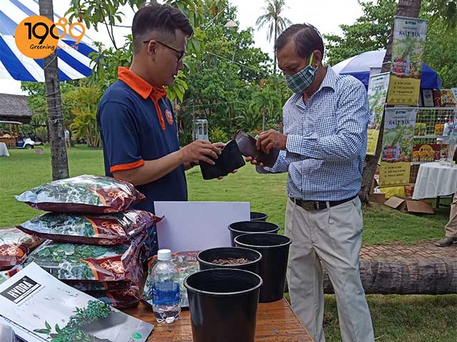 cách chăm sóc trầu bà nam mỹ