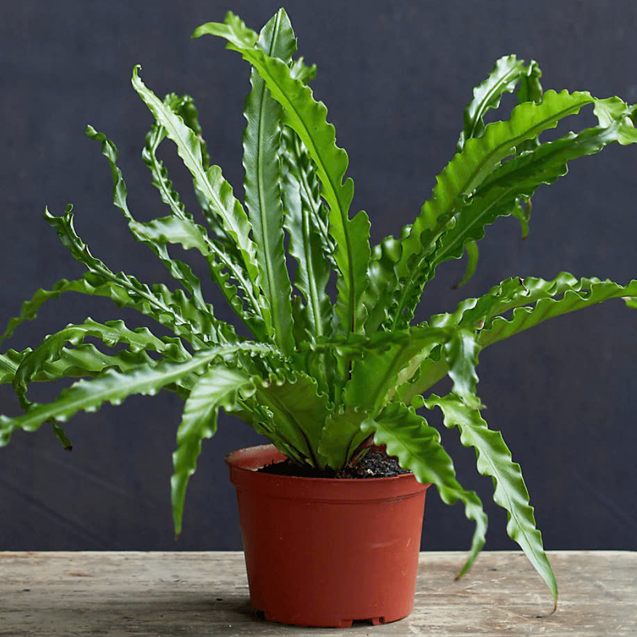 Cây Ráng Ổ Phụng