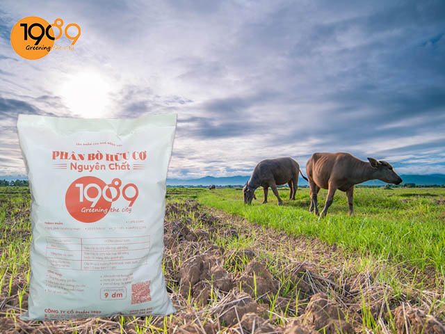 phân bò hoai dành cho cây trồng mua phân bò khô