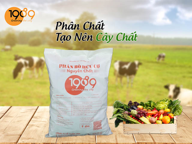 phân bò hoai tại sài gòn