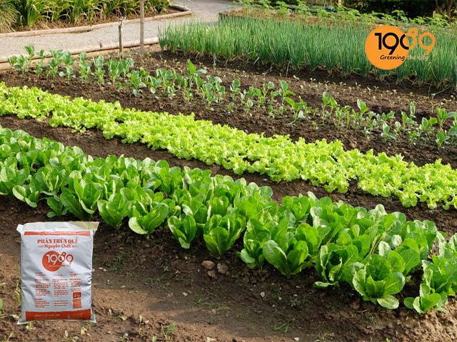 phân trùn quế là gì