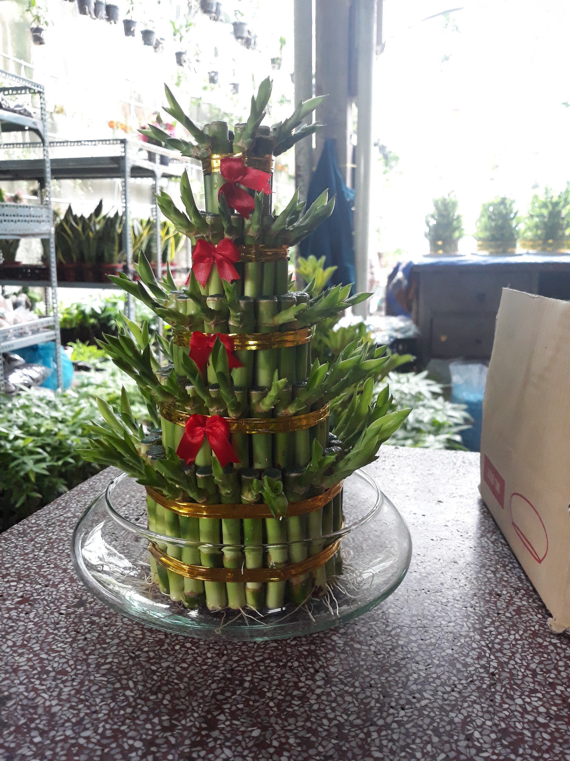 Top 7 Cây Nội Thất Dễ Chăm Sóc Giúp Căn Nhà Luôn Xanh Mát