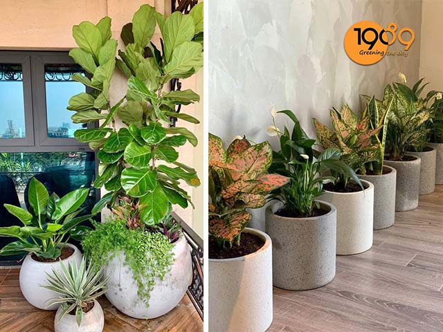 phong cách tân cổ điển chậu cảnh đá mài đẹp