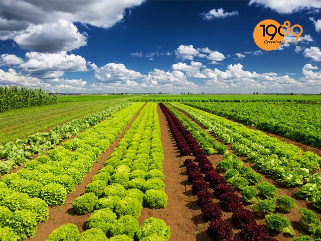 Phù hợp cho đất trồng diện tích lớn