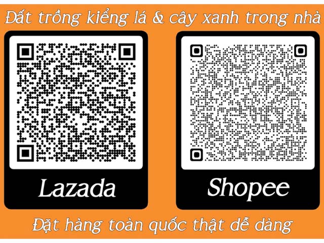 Từ A tới Z về Kiểng Lá: Ý Nghĩa Của Cây Trầu Bà Trắng