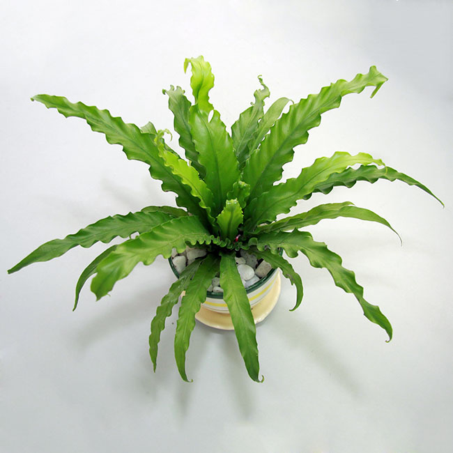 Cây Ráng Ổ Phụng