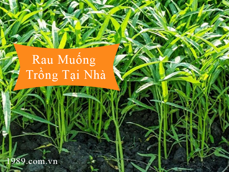 Rau Muống Trồng Tại Nhà