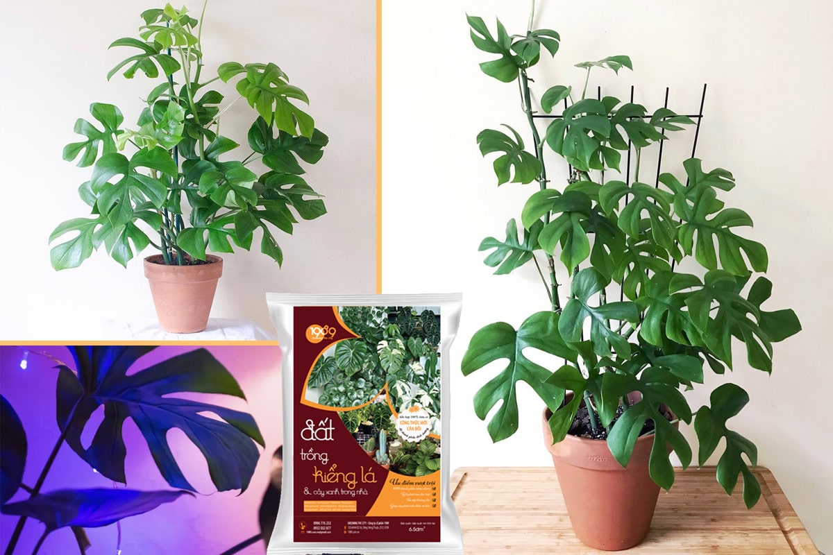 5. Rhaphidophora tetrasperma