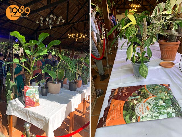 sản phảm đất trồng kiểng lá chăm sóc cây trong nhà