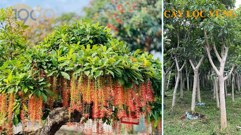 Cây lộc vừng - Tìm hiểu về nguồn gốc, hình thái, công dụng, kỹ thuật trồng và chăm sóc