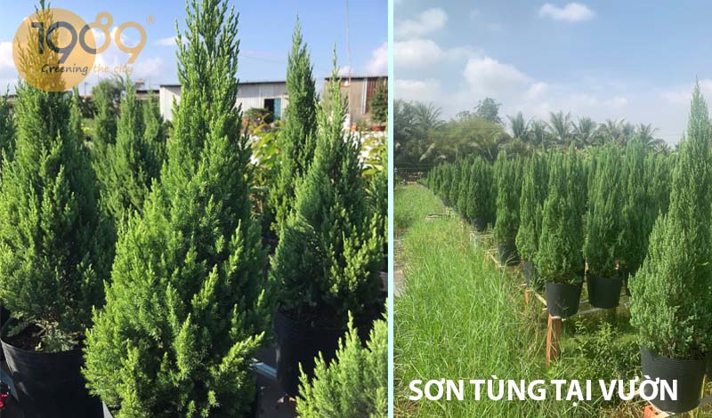 Dịch Vụ Thiết Kế Thi Công Cảnh Quan Noel 2025 | 89 Landscape