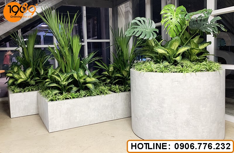 Bộ Sưu Tập Chậu Xi Măng Đá Mài 2025